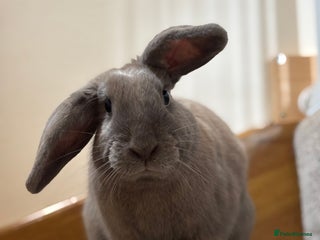 English rabbits - Advert 1