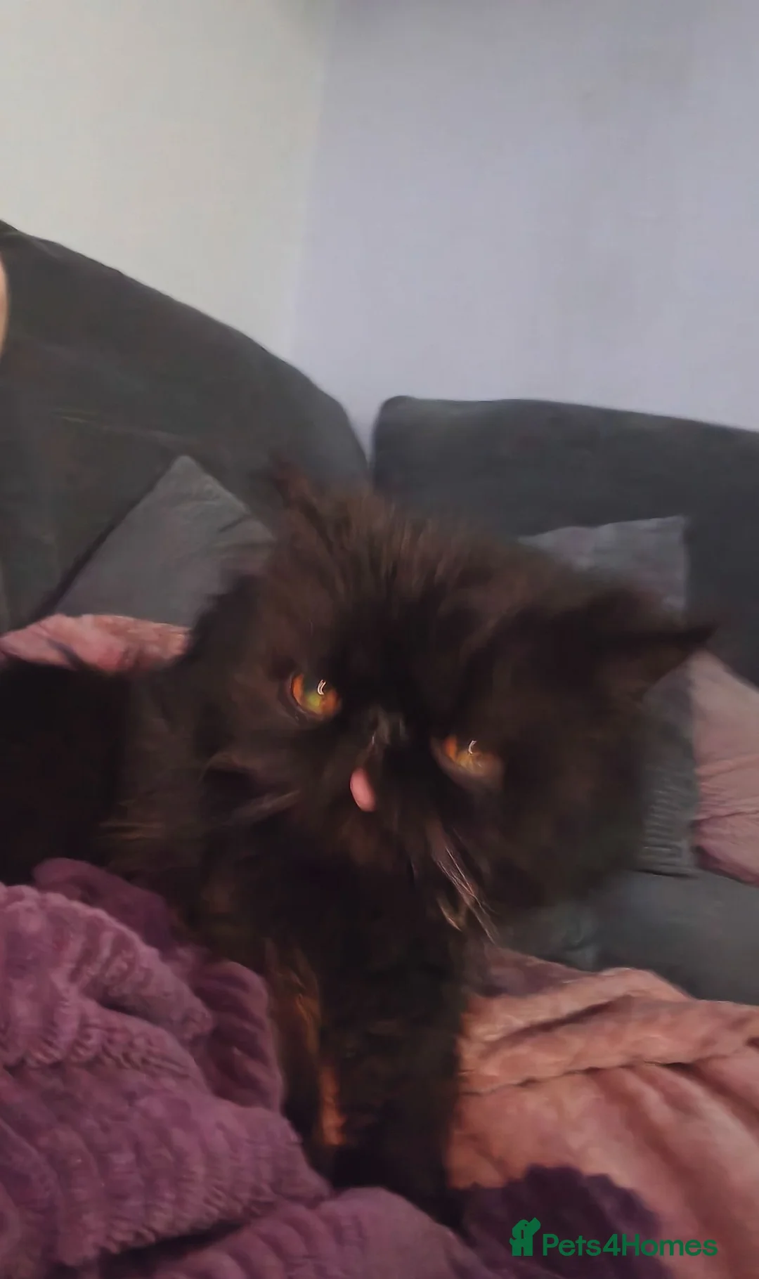 Persian cats for stud: Persian for STUD ONLY - Advert 2