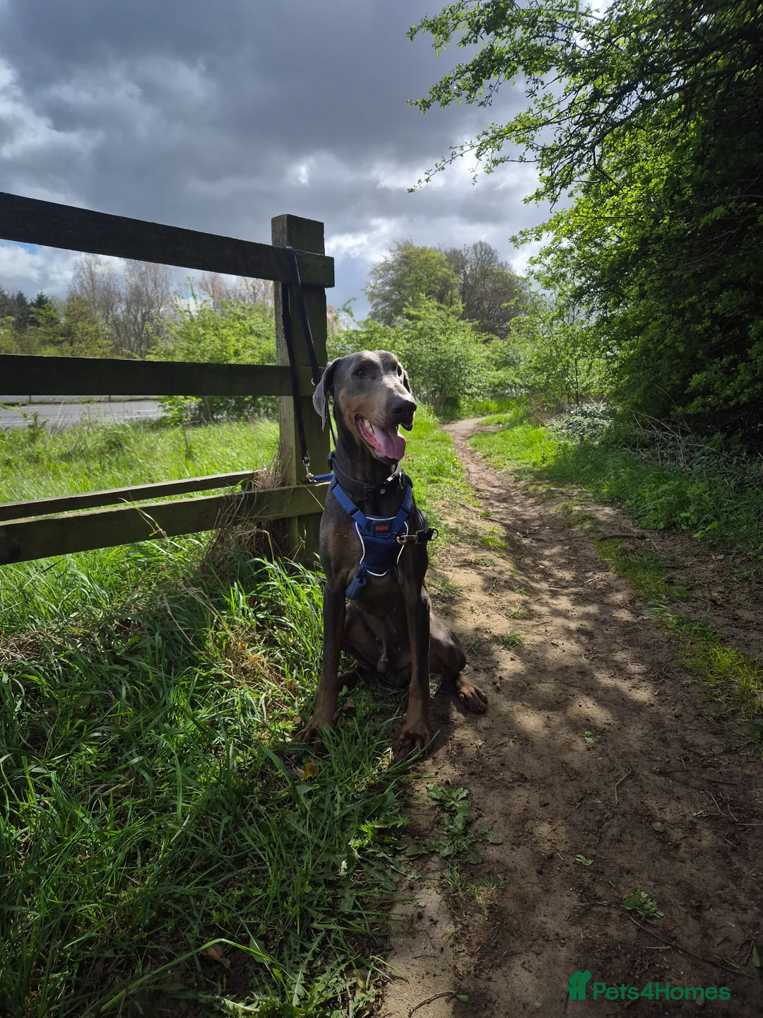 Dobermann dogs for stud: Sub-Zero - Advert 1