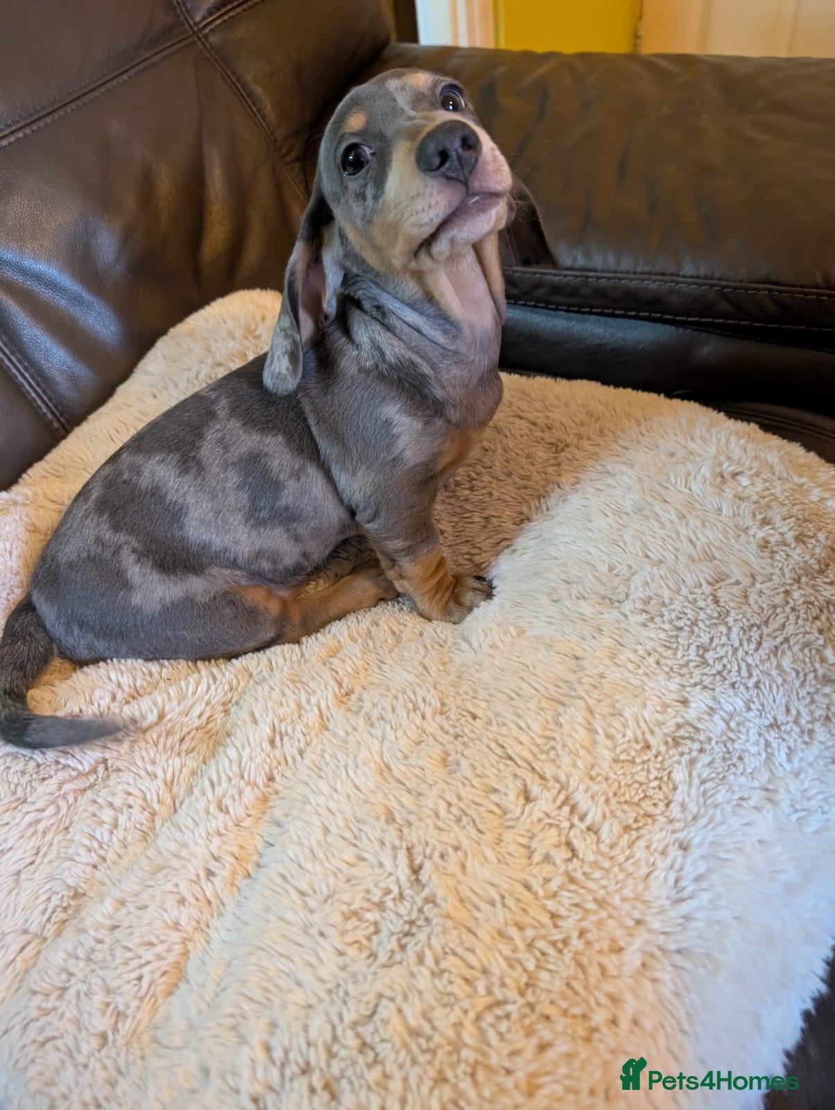 Miniature Dachshund dogs Ready Now KC PRA clear Blue and Tan Dachshund Boy - Advert 4