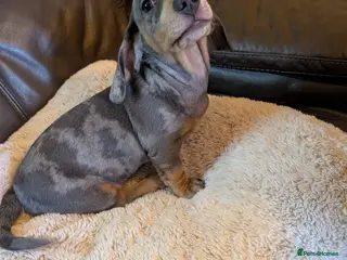 Miniature Dachshund dogs Ready Now KC PRA clear Blue and Tan Dachshund Boy - Advert 4