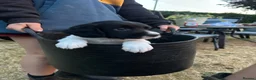 English Springer Spaniel dogs for sale: Working springer spaniel puppies  - Advert 5