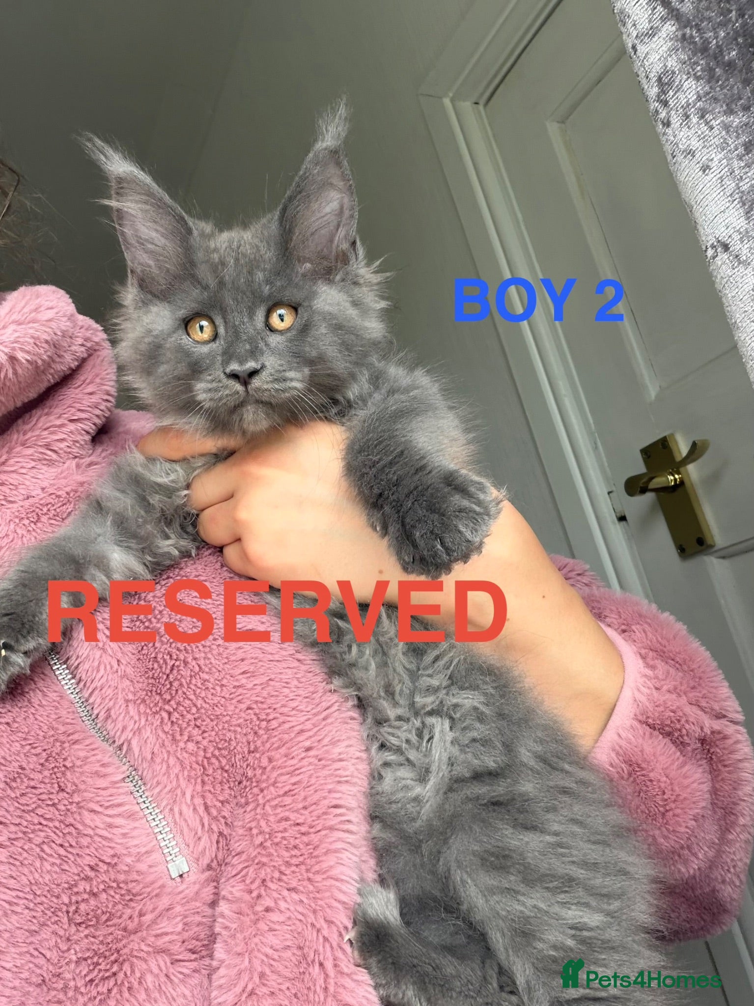 Maine Coon cats Only 2 left. SHOW QUALITY MAINE COON KITTENS  - Advert 1