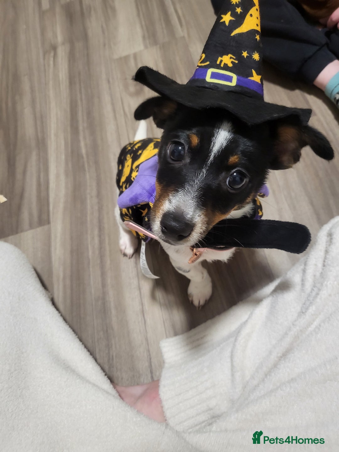 Mixed Breed dogs for sale: Female jack russell  - Advert 3