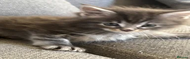 Maine Coon 2 Dot 