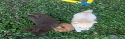 Chihuahua dogs for sale: Five Tiny Chihuahuas, One Very Special Beginning❤️ - Advert 7