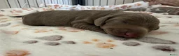 Miniature Dachshund dogs for sale: KC registered miniature daschunds  - Advert 34