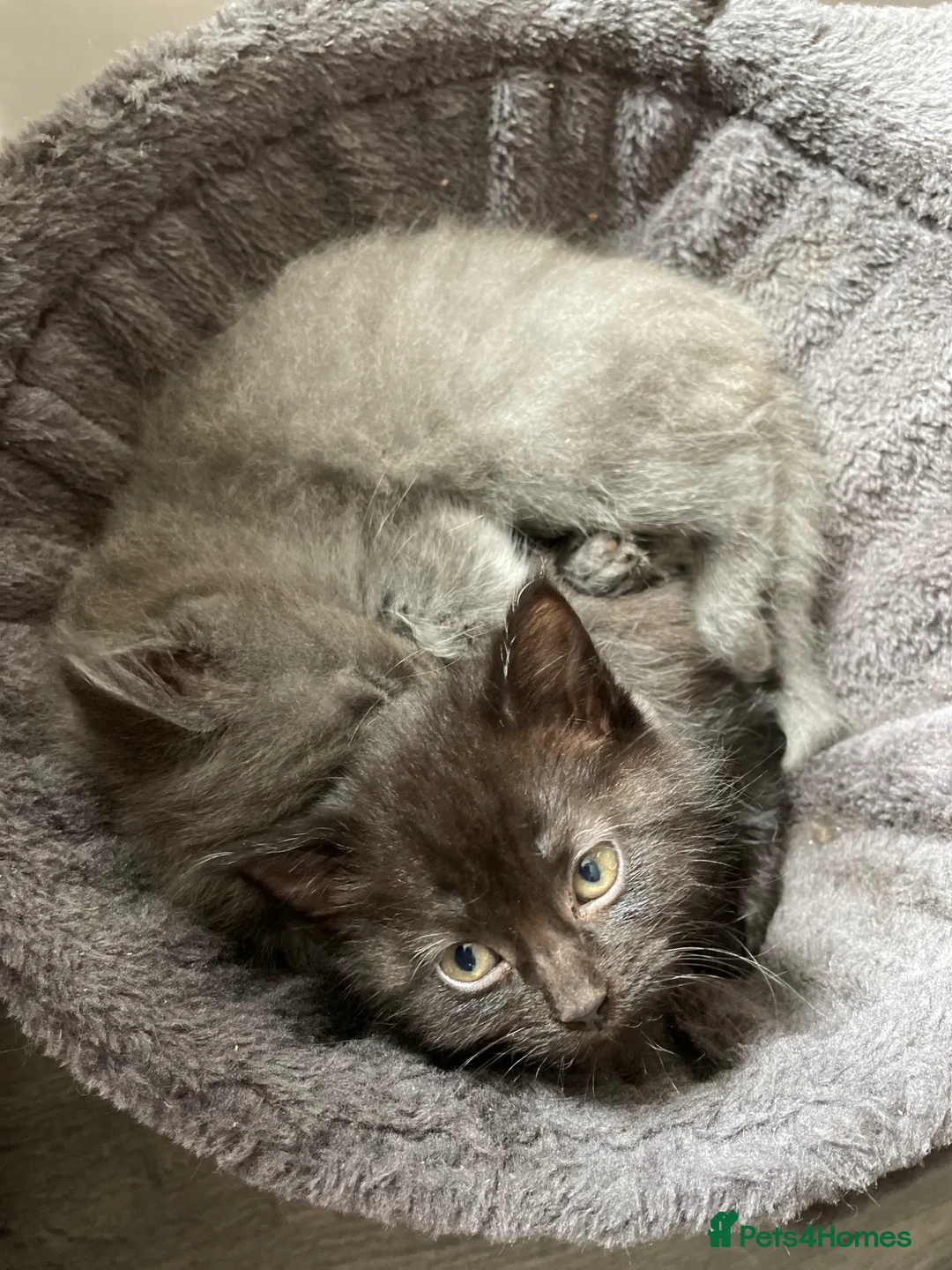 Mixed Breed cats for sale: Beautiful Fluffy Male Kittens x3 - Advert 2