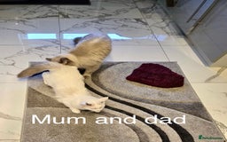 Ragdoll cats for sale: Gorgeous Litter of ragdolls ready 10/10/25 - Image 21