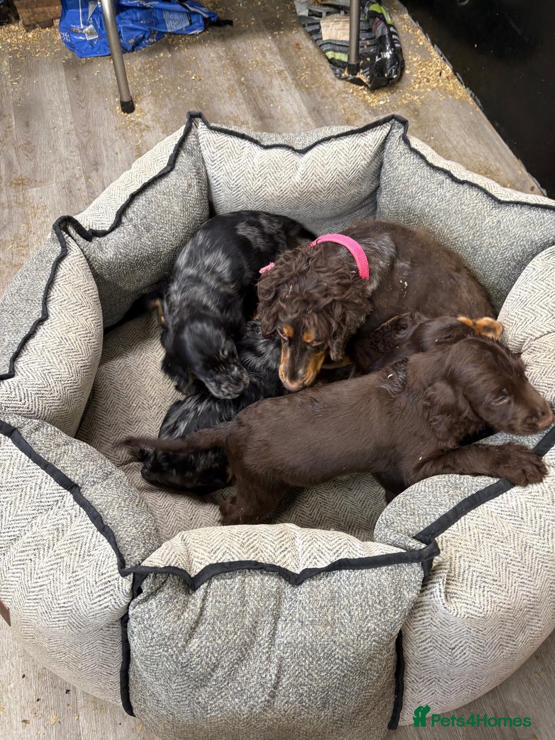 Cocker Spaniel dogs for sale: Chunky show type cocker spaniels  - Image 21