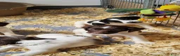 English Springer Spaniel dogs for sale: Working springer spaniels - Advert 11