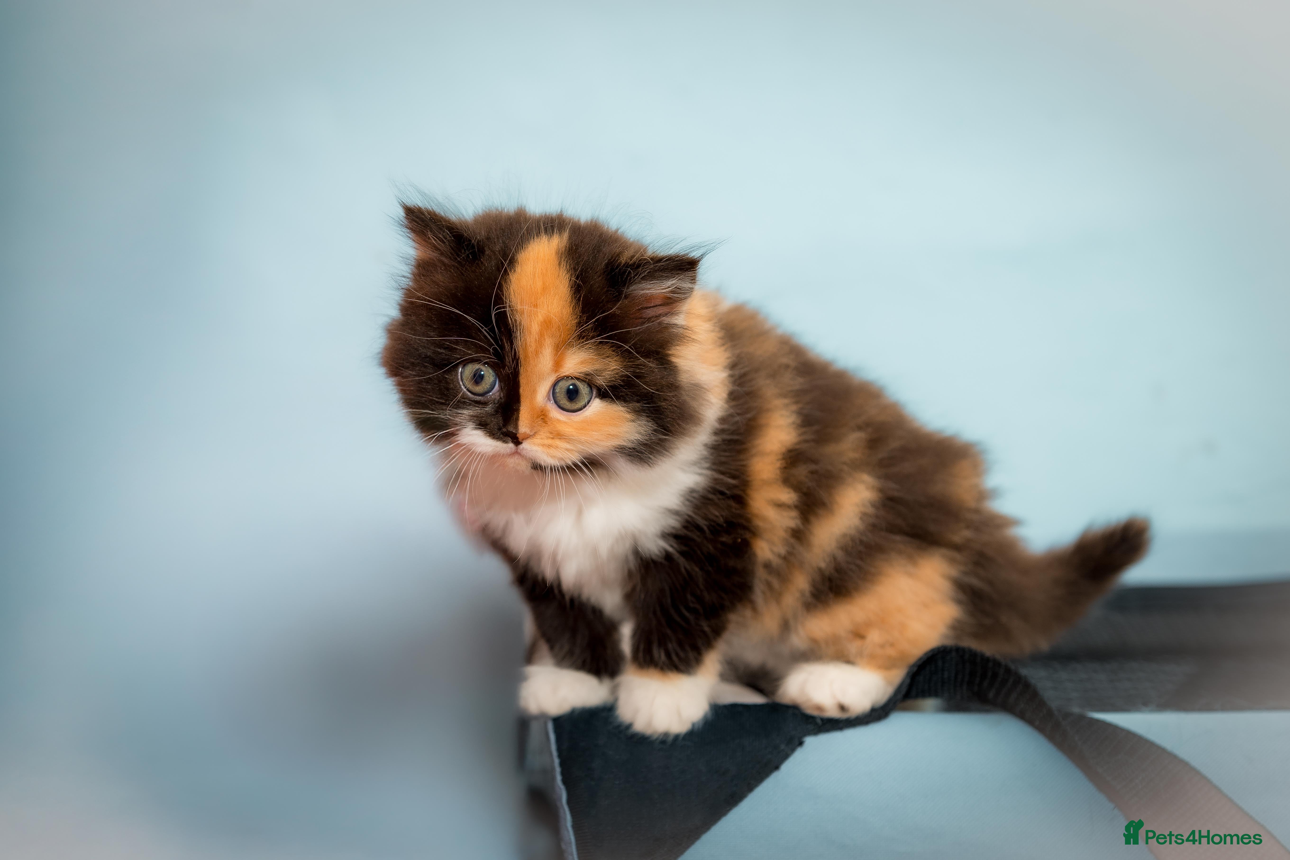 Scottish Fold cats The highest breeding quality Scottish Straight  - Advert 8