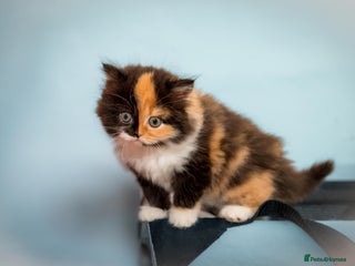 Scottish Fold cats The highest breeding quality Scottish Straight - Advert 5