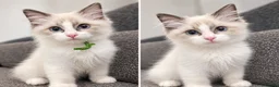 Ragdoll cats for sale: 🐾💙 GORGEOUS RAGDOLL KITTENS  - Advert 2
