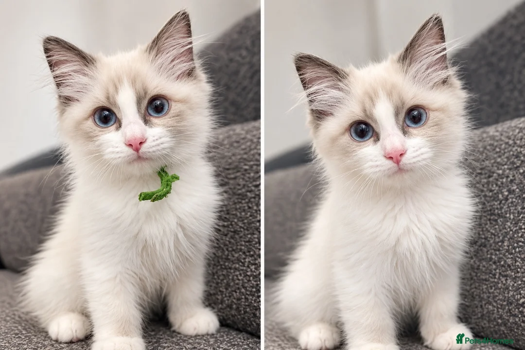 Ragdoll cats for sale: 🐾💙 GORGEOUS RAGDOLL KITTENS  - Advert 2