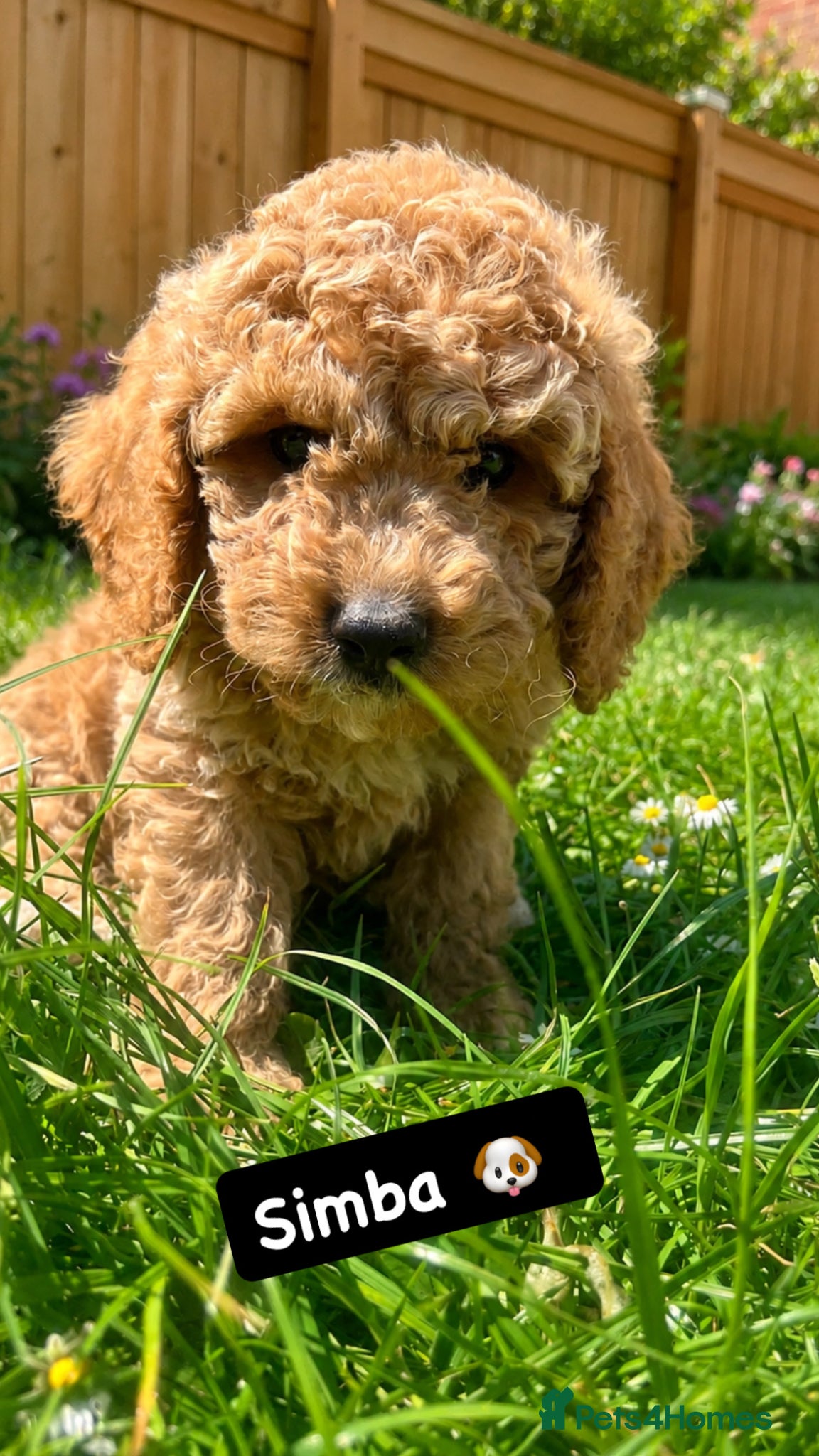 Mixed Breed dogs F1 Labradoodle/cockapoo Mix ❤️  - Advert 16