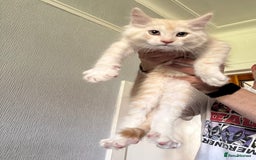 Maine Coon cats for sale: Ready now Maine Coon large Boys GCCF - Image 1