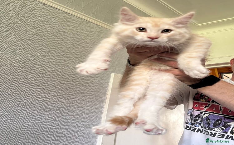 Maine Coon cats - Advert 2