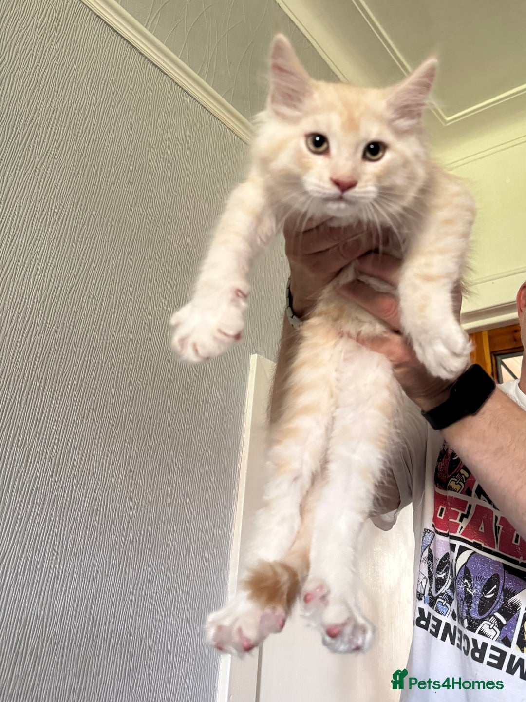 Maine Coon cats for sale: Ready now Maine Coon large Boys GCCF - Image 1