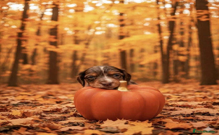 Cocker Spaniel dogs - Advert 2