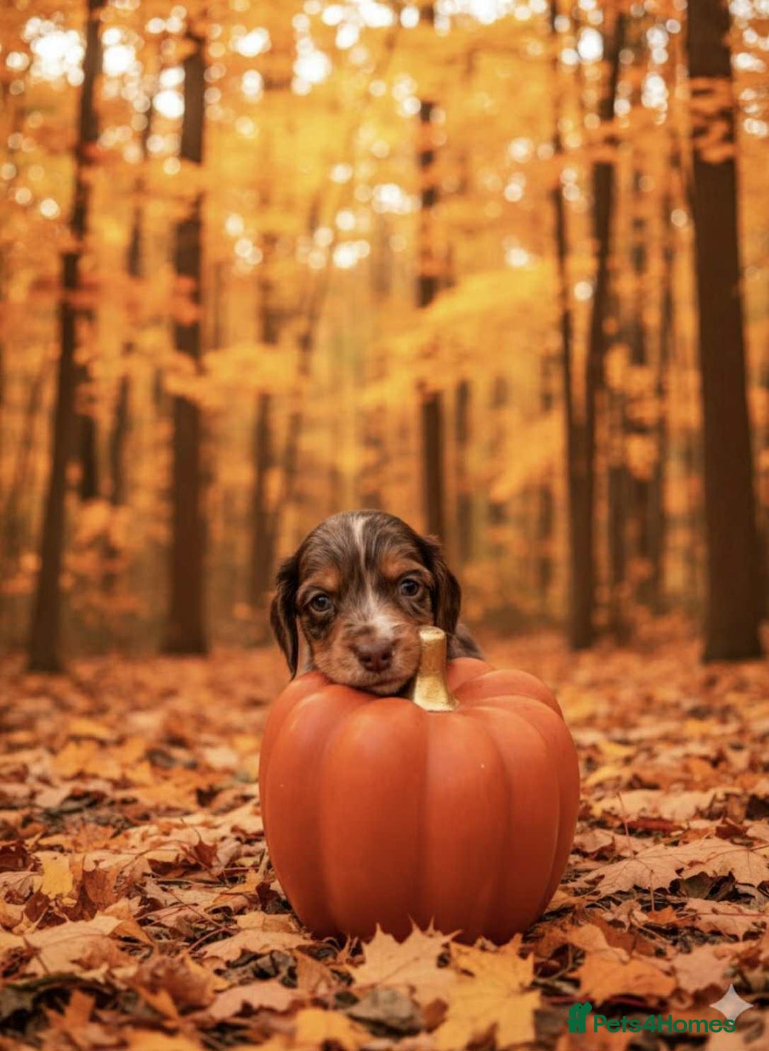 Cocker Spaniel dogs for sale: Cocker spaniel puppies  - Image 1