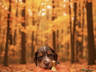 Cocker Spaniel dogs - Advert 16