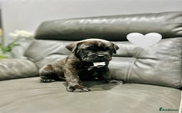Cane Corso dogs for sale: Chunky Cane Corso Cross Pups – Ready Next Week! - Image 27