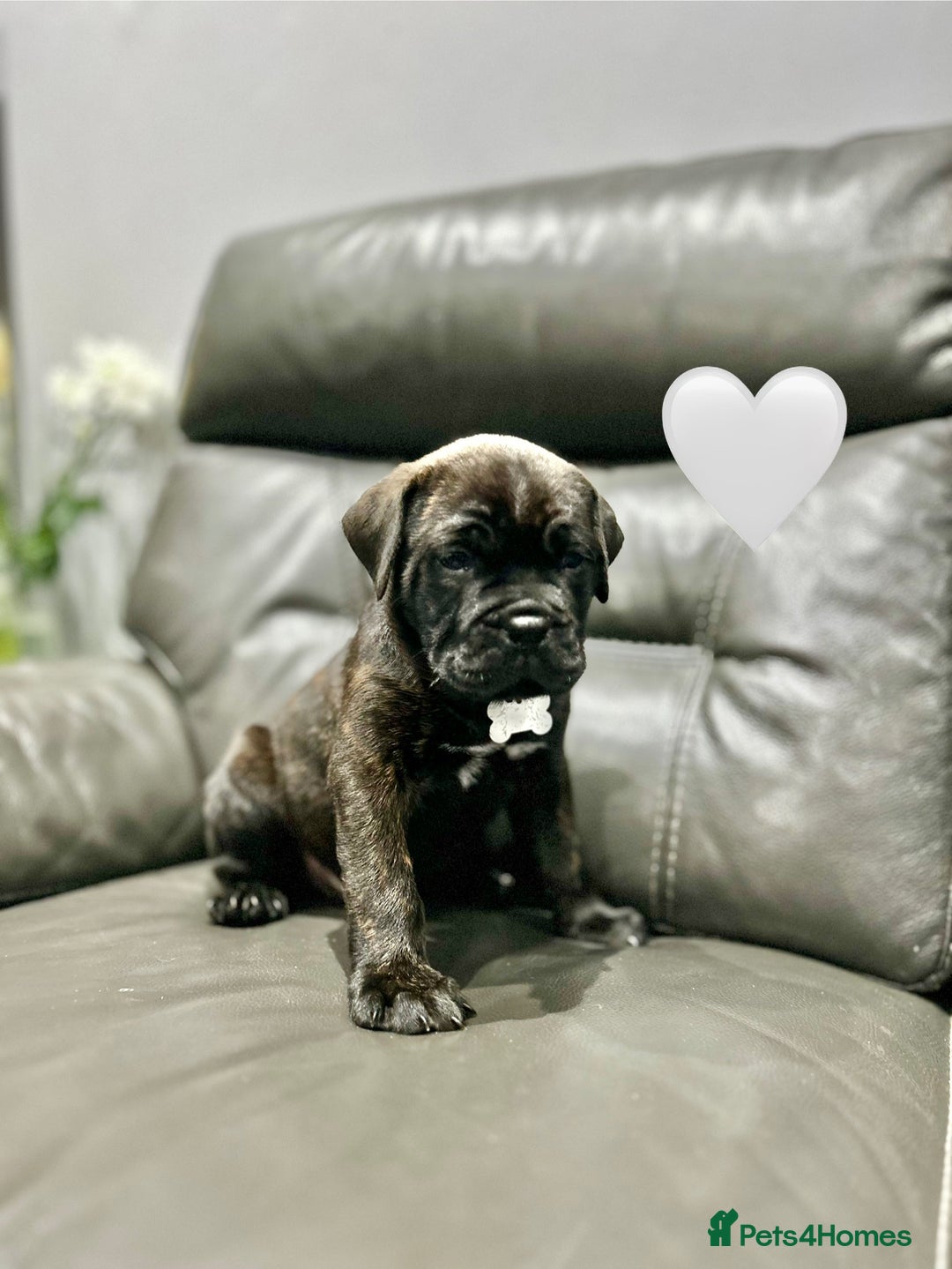 Cane Corso dogs for sale: Chunky Cane Corso Cross Pups – Ready Next Week! - Image 27