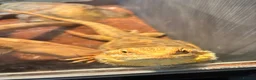Bearded Dragon reptiles for sale: Male citrus red leather back with maxi viv - Advert 12