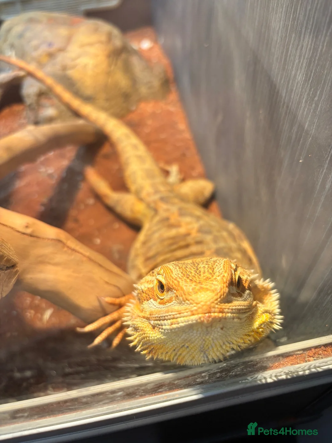 Bearded Dragon reptiles for sale: Male citrus red leather back with maxi viv - Advert 12