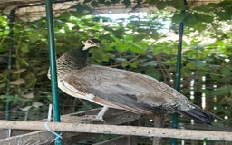 Peafowl poultry for sale: Home reared Peahen - 1 year old - Image 2