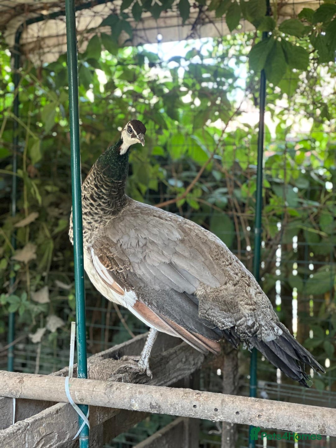 Peafowl poultry for sale: Home reared Peahen - 1 year old - Image 2