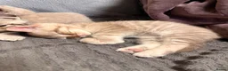 Scottish Fold cats for sale: SCOTTISH FOLD X BRITISH SHORTHAIR KITTENS FOR SALE in Rhyl - Advert 10