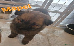 Pomsky dogs for sale: Pomsky puppy GIRL **READY for her new 🏡** - Image 5