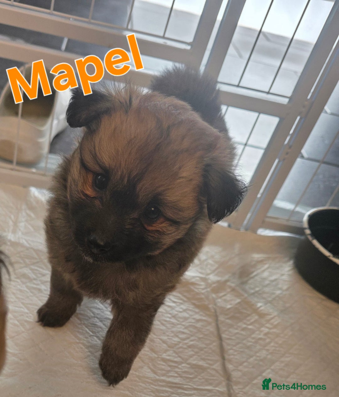 Pomsky dogs for sale: Pomsky puppy GIRL **READY for her new 🏡** - Image 5