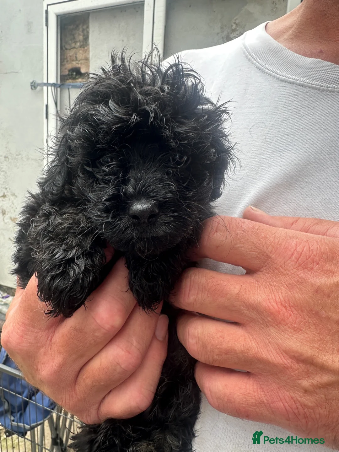 Cavapoo dogs for sale: Male toy poodle / Cavapoo puppy for sale  - Advert 5
