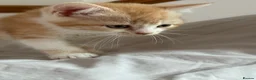 Scottish Fold cats for sale: Scottish fold and Scottish straight  - Advert 4