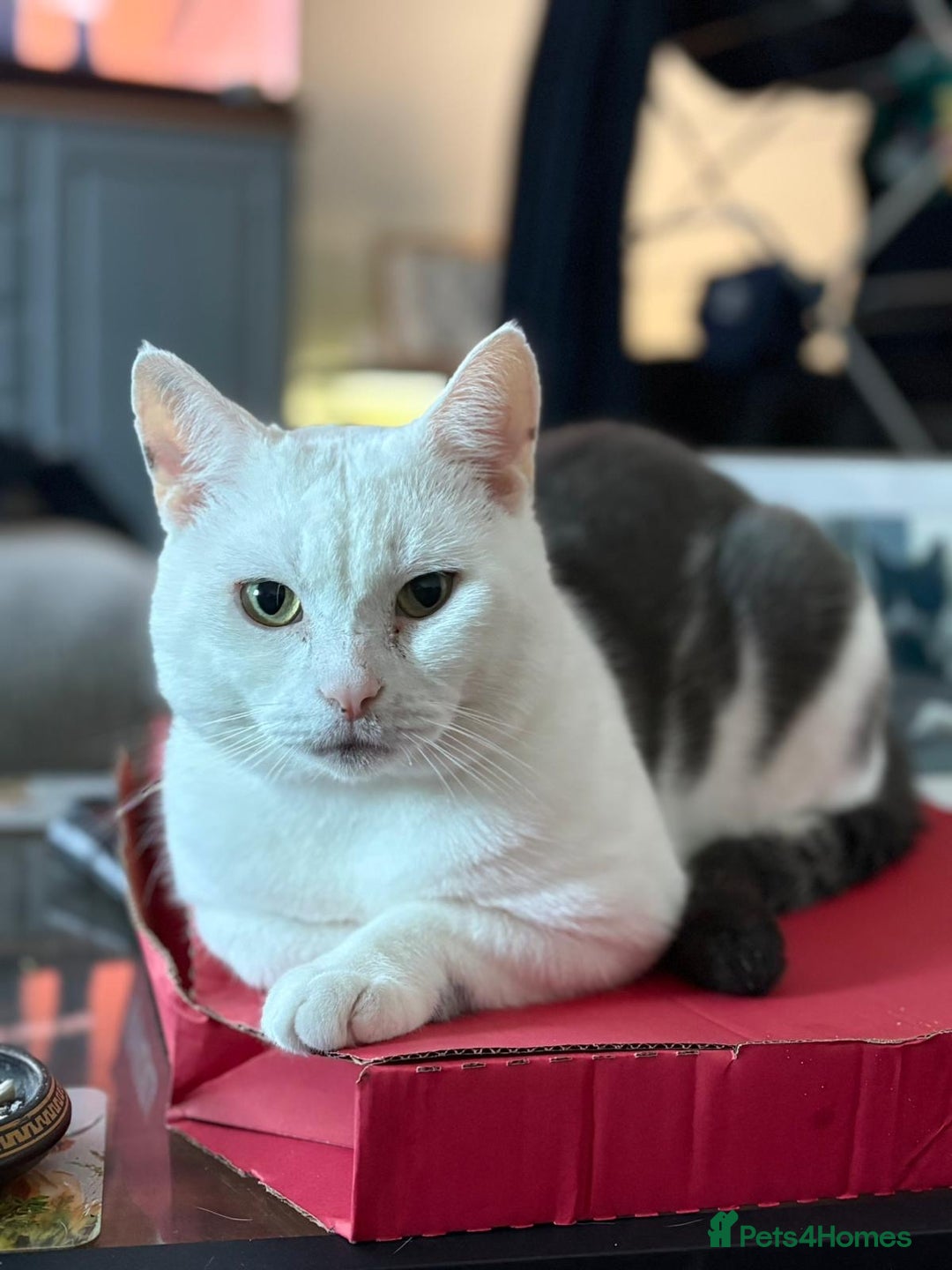 British Shorthair cats for sale: Cheeko (male cat) - Advert 4