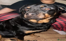 Rottweiler dogs for sale: Beautiful Female Rottweiler Looking For New Home - Image 2