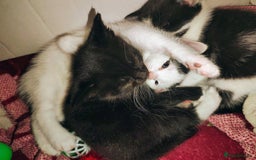 Mixed Breed cats for sale: 8 weeks old Kitten, Female - Image 21
