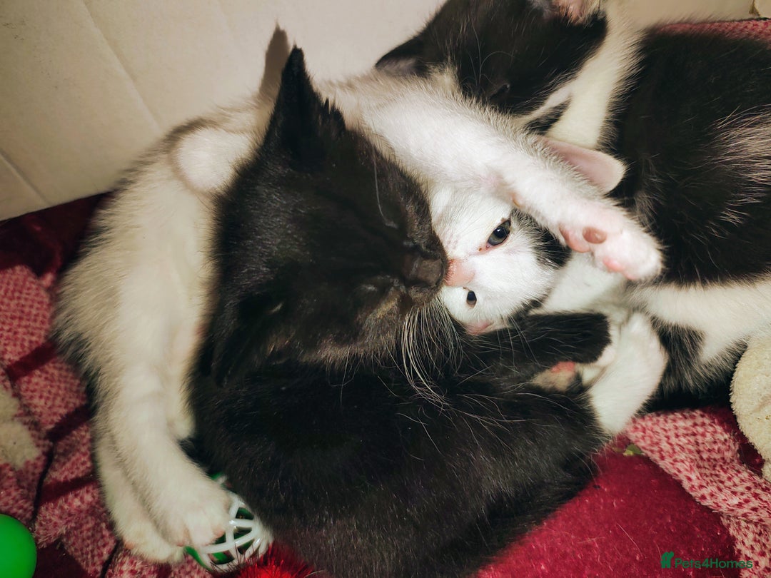 Mixed Breed cats for sale: 8 weeks old Kitten, Female - Image 21