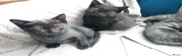 Mixed Breed cats for sale: Adorable kittens  - 8 weeks old - various colours in Chertsey - Advert 12