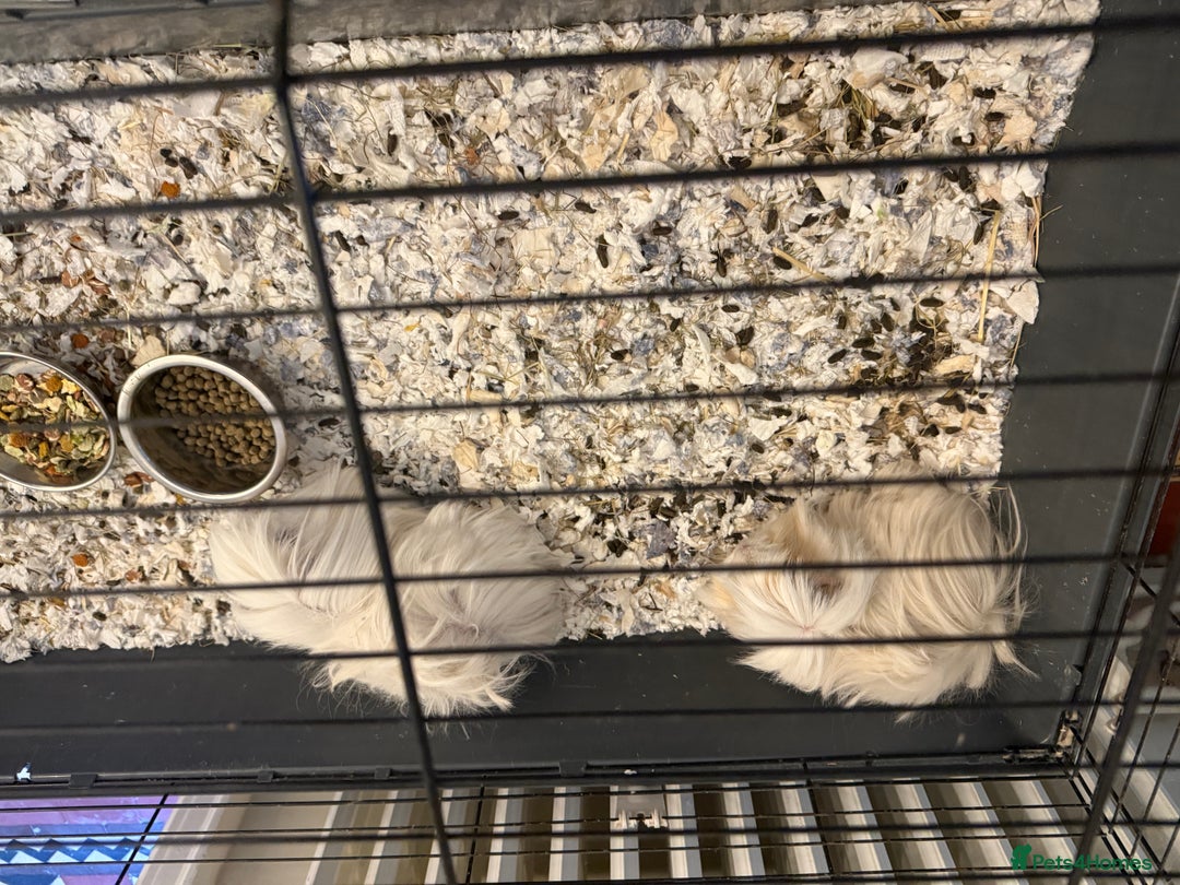 Guinea Pig rodents for sale: Long haired Peruvian Guinea Pigs - Image 10