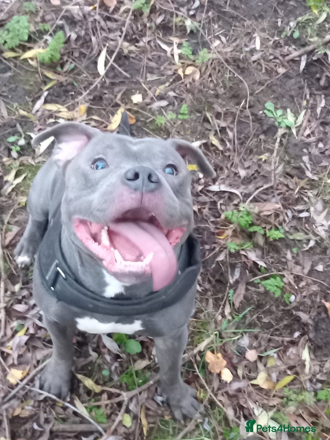 Staffordshire Bull Terrier dogs for stud: 🔥Pure love staffy male for breeding  - Advert 3