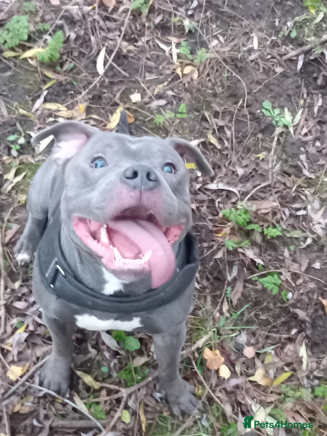 Staffordshire Bull Terrier dogs for stud: 🔥Pure love staffy male for breeding  - Advert 3