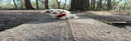 Miniature Dachshund dogs for sale: Beautiful babies ready now !  - Advert 13