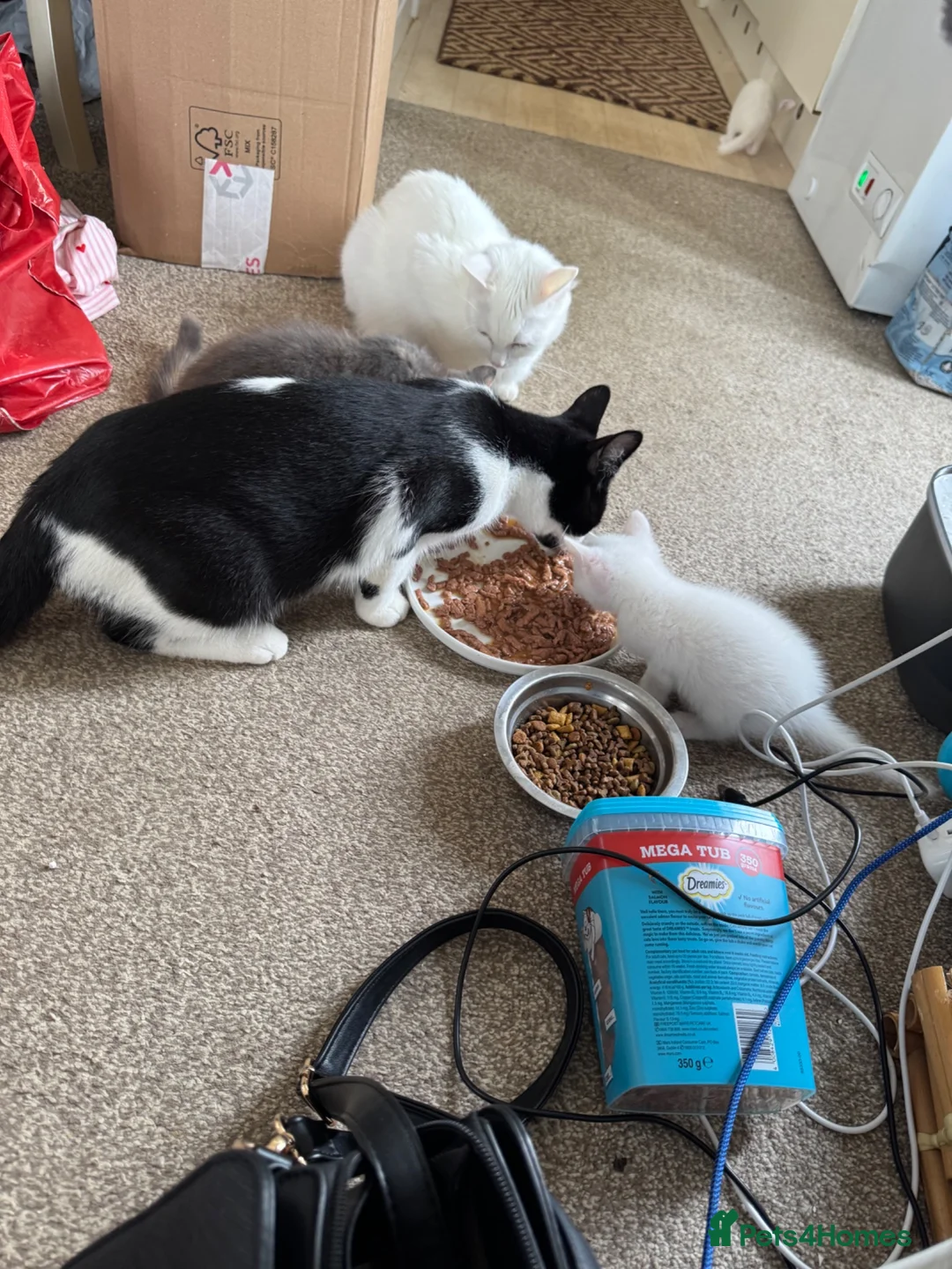 Mixed Breed cats for sale: Kittens  in Kettering - Advert 2