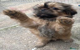 Shih Tzu dogs for sale: Shih Tzu Coloured Pups Standard x Imperial  - Image 1