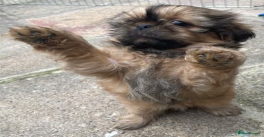 Shih Tzu dogs - Advert 3