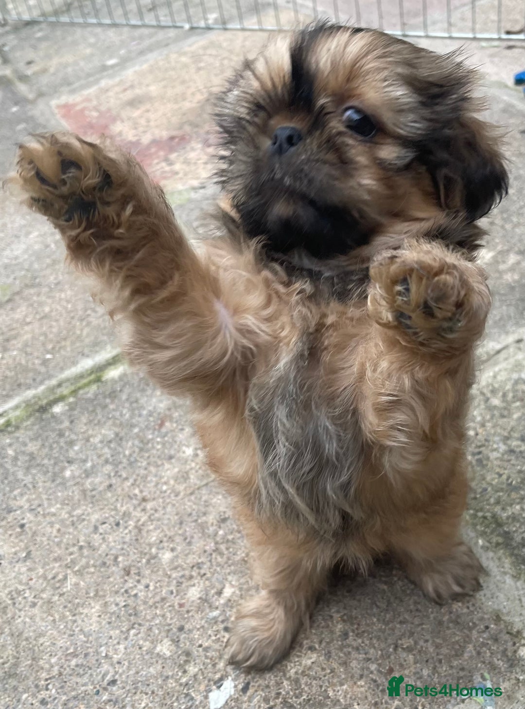 Shih Tzu dogs for sale: Shih Tzu Coloured Pups Standard x Imperial  - Image 1